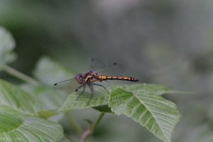 DSCF2803.JPG