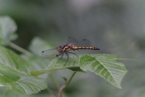 DSCF2804.JPG
