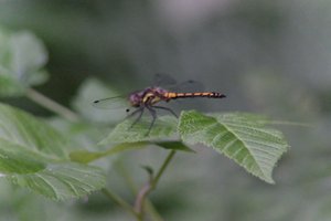 DSCF2805.JPG