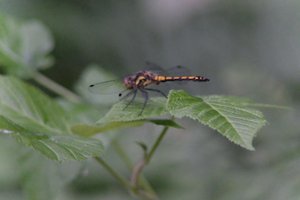 DSCF2806.JPG