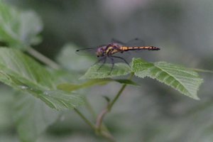 DSCF2807.JPG