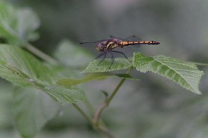 DSCF2808.JPG