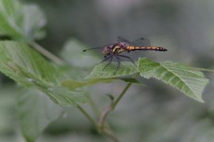 DSCF2809.JPG