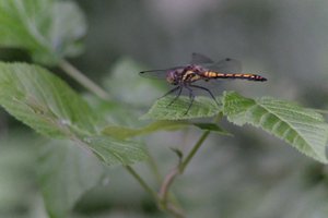 DSCF2810.JPG