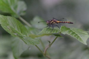 DSCF2811.JPG