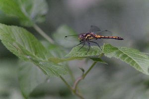 DSCF2812.JPG