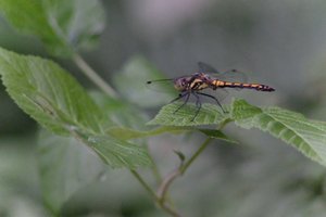 DSCF2813.JPG