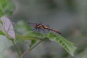 DSCF2815.JPG