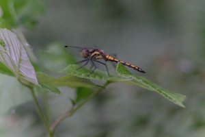 DSCF2816.JPG