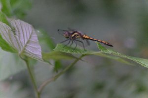 DSCF2817.JPG