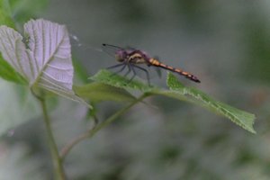 DSCF2818.JPG