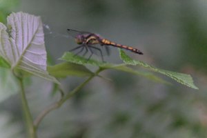 DSCF2819.JPG