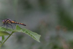 DSCF2822.JPG