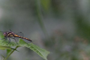 DSCF2823.JPG