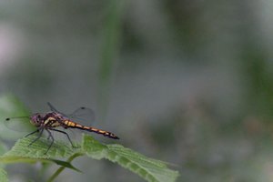 DSCF2824.JPG