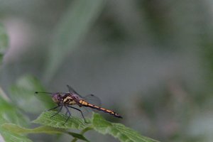 DSCF2825.JPG
