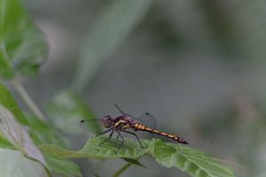 DSCF2826.JPG