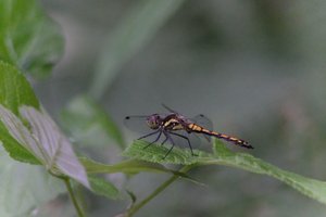 DSCF2827.JPG