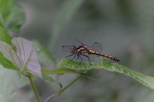 DSCF2828.JPG