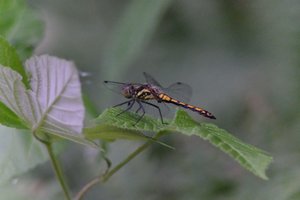 DSCF2829.JPG