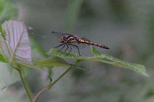 DSCF2830.JPG