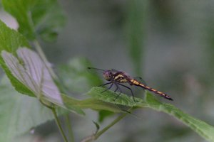 DSCF2832.JPG