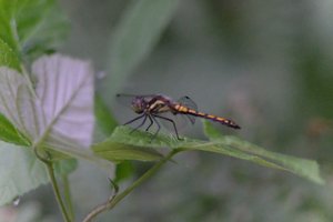 DSCF2833.JPG