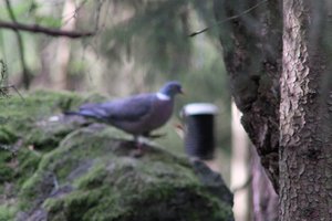 DSCF2897.JPG