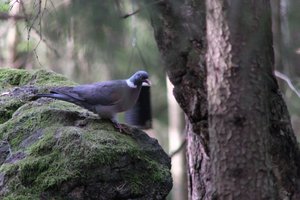 DSCF2905.JPG