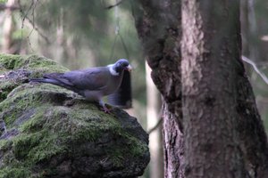 DSCF2906.JPG