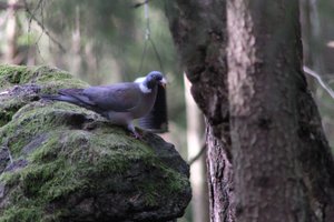DSCF2907.JPG