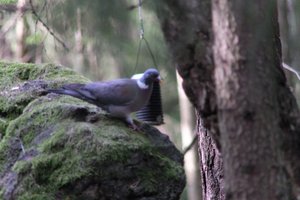 DSCF2909.JPG