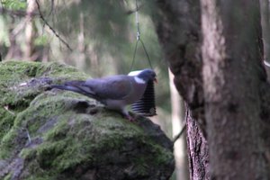 DSCF2910.JPG