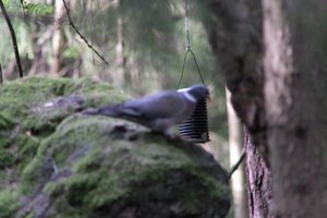 DSCF2913.JPG
