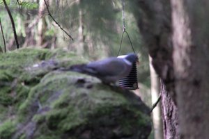 DSCF2914.JPG