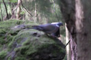 DSCF2915.JPG
