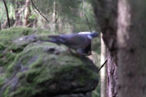 DSCF2916.JPG