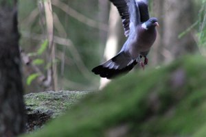 DSCF2918.JPG