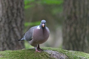 DSCF2927.JPG