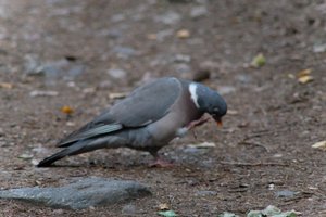 DSCF2930.JPG