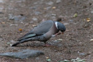 DSCF2931.JPG