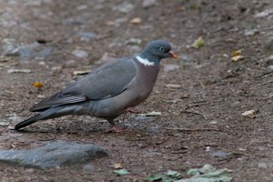 DSCF2936.JPG