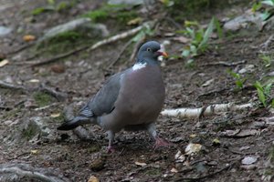 DSCF2940.JPG