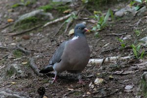 DSCF2941.JPG