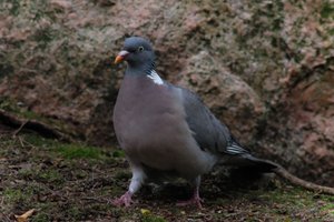 DSCF2943.JPG
