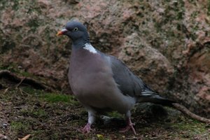 DSCF2944.JPG