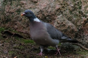 DSCF2945.JPG