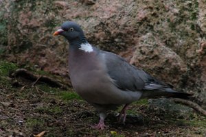 DSCF2946.JPG