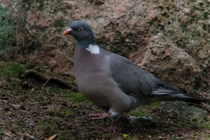 DSCF2947.JPG