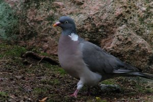DSCF2948.JPG